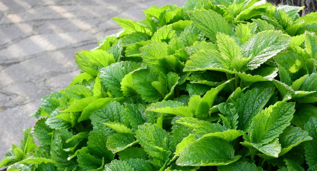 The Greek herb - Lemon Balm