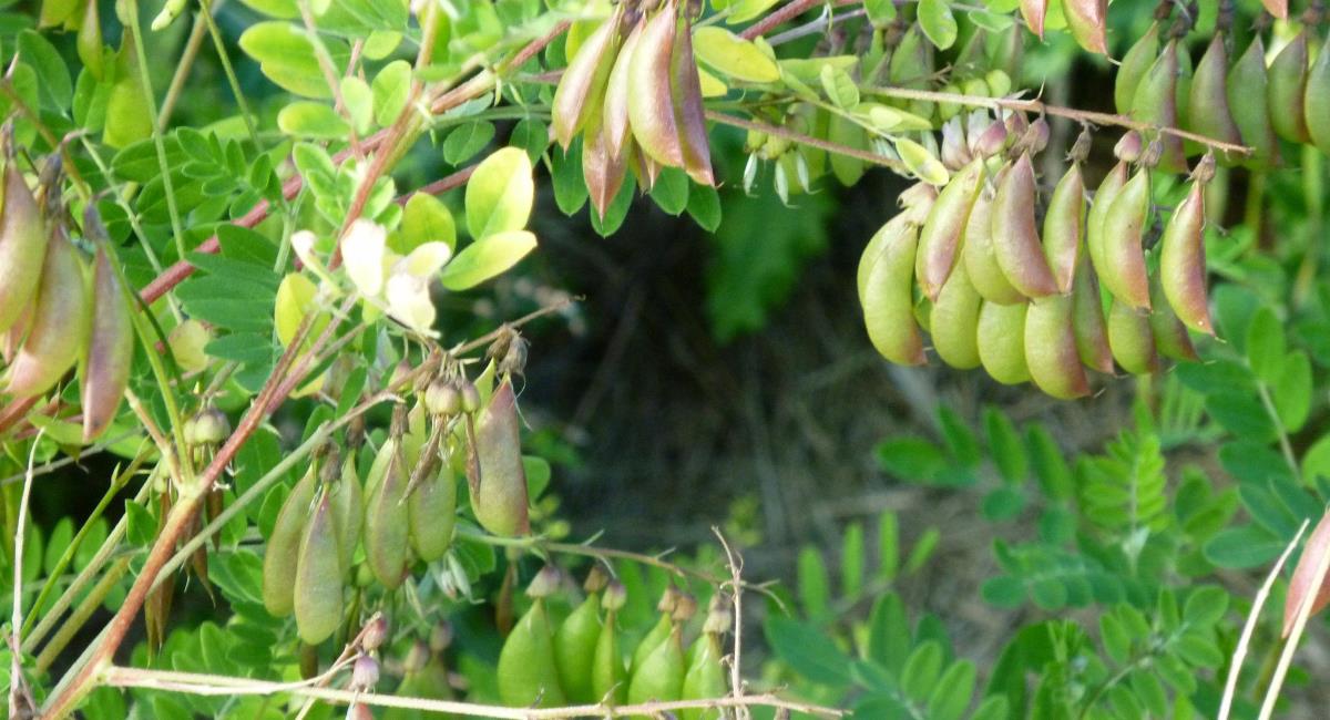 Αστράγαλος ο μεμβρανώδης (astragalus membranaceus) – Ιδιότητες.