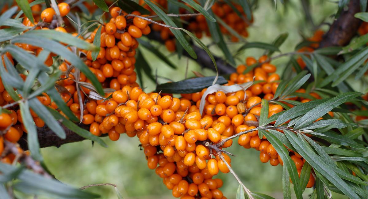 The Greek herb Hippophae (Sea Buckthorn)