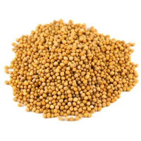 MUSTARD YELLOW SEED CANADA AA