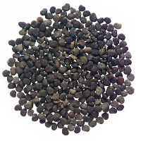 STRAMONIUM SEEDS GREECE