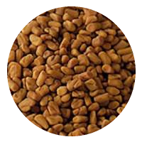 FENUGREEK SEED INDIA 