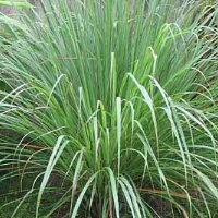 ΣΙΤΡΟΝΕΛΑ LEMONGRASS ΤΑΪΛΑΝΔΗΣ