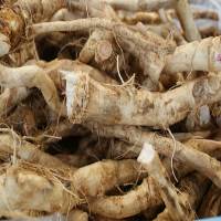 HORSE RADISH ROOT