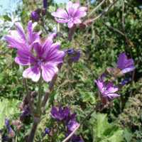 MALVA FLOWER ALBANIA